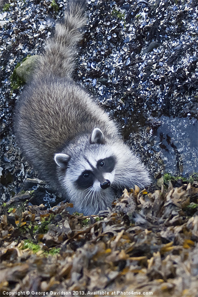 Curious Racoon Picture Board by George Davidson