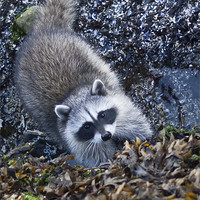 Buy canvas prints of Curious Racoon by George Davidson