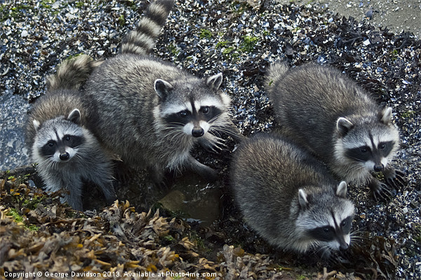Racoon Family Picture Board by George Davidson