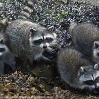 Buy canvas prints of Racoon Family by George Davidson