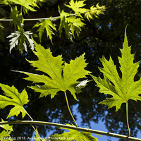 Buy canvas prints of Canadian Maple by George Davidson