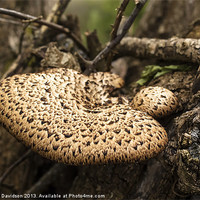 Buy canvas prints of Fungus by George Davidson