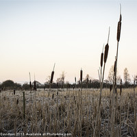Buy canvas prints of Bullrushes by George Davidson