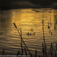 Buy canvas prints of On Golden Pond by George Davidson