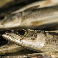 Buy canvas prints of Fresh Fish by George Davidson