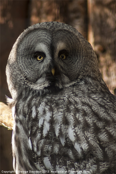 Great Grey Owl Picture Board by George Davidson