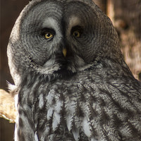 Buy canvas prints of Great Grey Owl by George Davidson