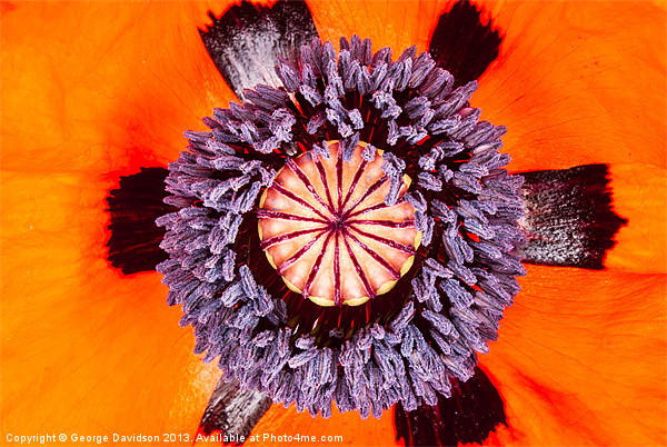 Poppy Picture Board by George Davidson
