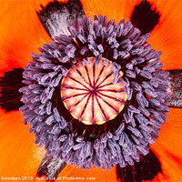 Buy canvas prints of Poppy by George Davidson