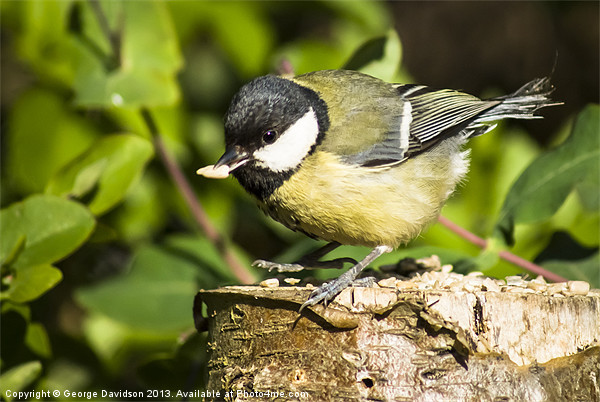 Great Tit & Seed Picture Board by George Davidson