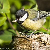 Buy canvas prints of Great Tit & Seed by George Davidson