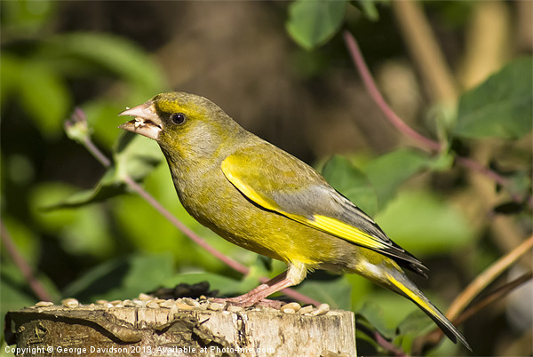 Greenfinch Picture Board by George Davidson