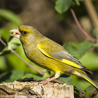 Buy canvas prints of Greenfinch by George Davidson