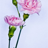 Buy canvas prints of Carnations by George Davidson