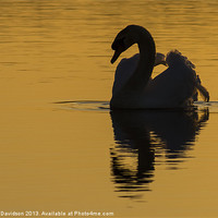 Buy canvas prints of Swan Light by George Davidson