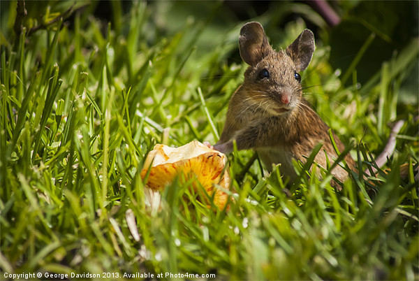 Field Mouse on Alert Picture Board by George Davidson