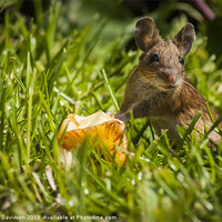 Buy canvas prints of Field Mouse on Alert by George Davidson