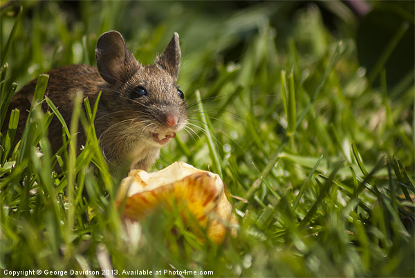 Field Mouse Eating an Apple Picture Board by George Davidson