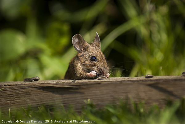 Field Mouse Snack Bar Picture Board by George Davidson