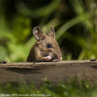 Buy canvas prints of Field Mouse Snack Bar by George Davidson
