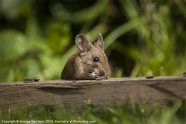 Field Mouse Eating Picture Board by George Davidson