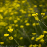 Buy canvas prints of Buttercups by George Davidson