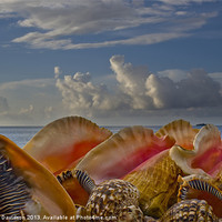 Buy canvas prints of Shells by George Davidson