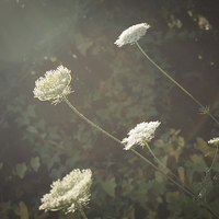 Buy canvas prints of Cow Parsley by George Davidson