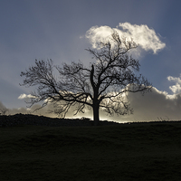 Buy canvas prints of Yorkshire Tree by George Davidson