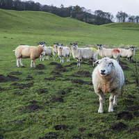 Buy canvas prints of Leader of the (Wool) Pack by George Davidson