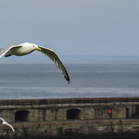Buy canvas prints of  Seagull by George Davidson