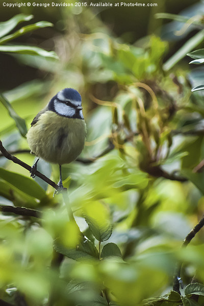  Blue Tit Picture Board by George Davidson