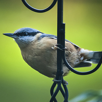 Buy canvas prints of  Nuthatch by George Davidson
