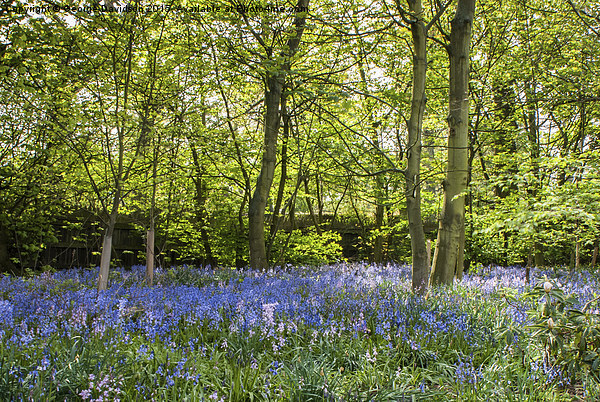 Enchanted Bluebell Forest Picture Board by George Davidson
