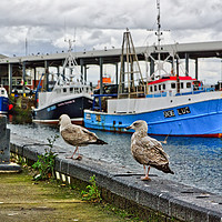 Buy canvas prints of Gulls by George Davidson