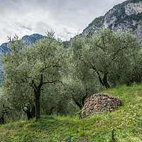 Buy canvas prints of Olives by George Davidson