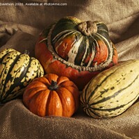 Buy canvas prints of Winter Squash by George Davidson