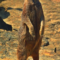 Buy canvas prints of Meerkat by Grove Road Photography