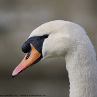 Buy canvas prints of Portrait of a swan by sharon bennett