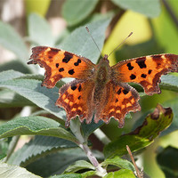 Buy canvas prints of Comma Butterfly by sharon bennett
