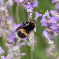 Buy canvas prints of Bumble Bee by sharon bennett