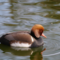 Buy canvas prints of Red crested pochard by sharon bennett