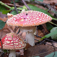 Buy canvas prints of Toadstools in the woods by sharon bennett