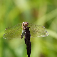 Buy canvas prints of Resting Dragonfly by sharon bennett