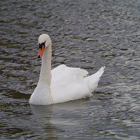 Buy canvas prints of Swan swimming by sharon bennett