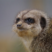 Buy canvas prints of Meerkat with a sandy nose. by sharon bennett