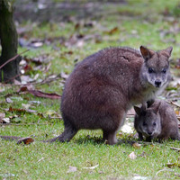 Buy canvas prints of Wallaby Mum and baby by sharon bennett