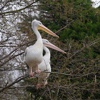 Buy canvas prints of Pelicans up a tree by sharon bennett