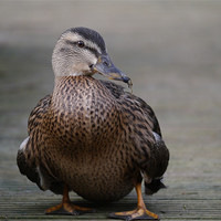 Buy canvas prints of Duck on Decking by sharon bennett