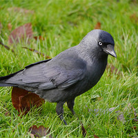 Buy canvas prints of Jackdaw by sharon bennett